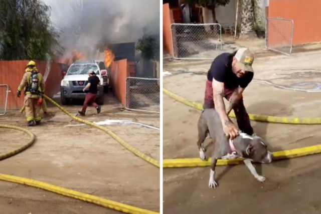 Homem ignora alerta de bombeiros para salvar seu co do incndio nos EUA