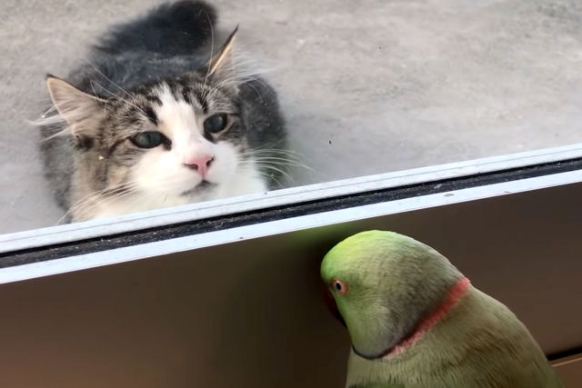Papagaio atrevido brinca de peekaboo com o gato do vizinho com a segurança de uma porta de vidro entre eles