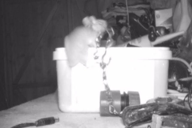 Rato ocupa o galpo de uma casa e pe as coisas em ordem