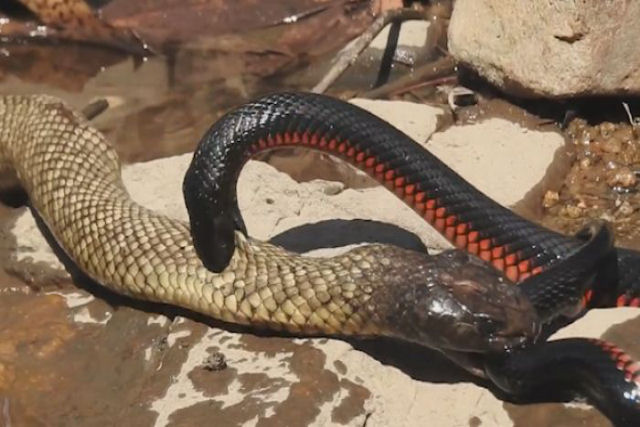 Fotgrafa australiana registra a briga encarniada entre serpentes venenosas