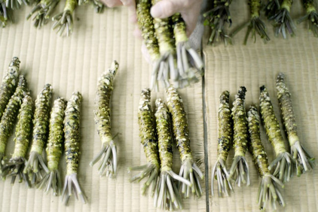 A verdade sobre o Wasabi, a raiz-forte japonesa cujo cultivo  complicado
