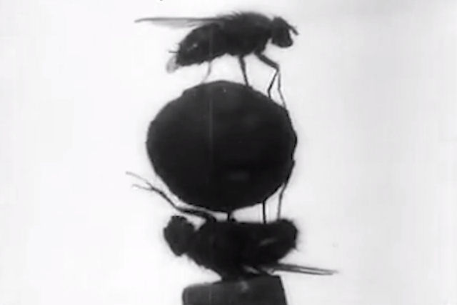 Este vdeo antigo fascinante mostra a fora e a agilidade de moscas comuns