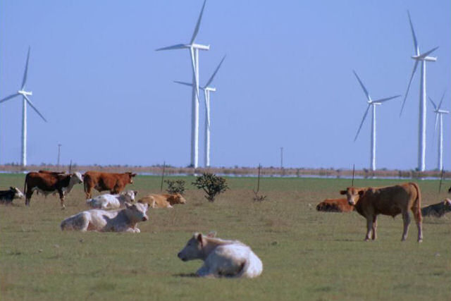 Suspeitam que turbinas elicas e painis solares mataram centenas de vacas na Frana