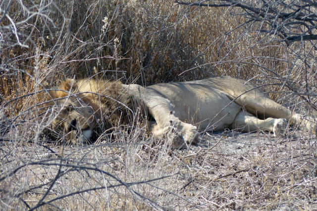 Caador que matou um leo dormindo tem ao menos mais 70 trofus de animais de grande porte