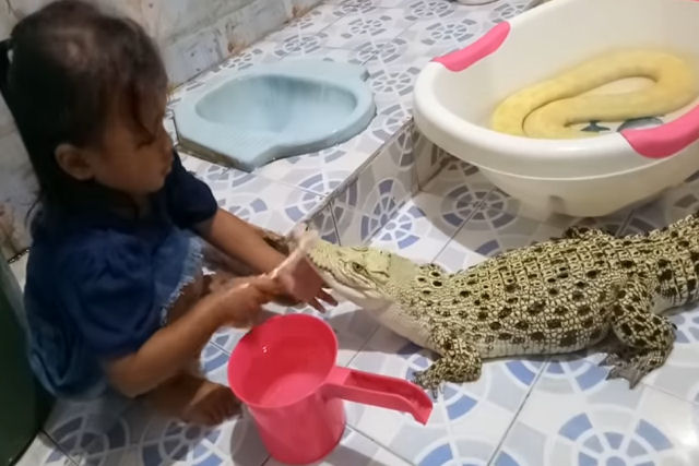 Internautas estão boquiabertos com essa menina escovando os dentes e maquiando um crocodilo