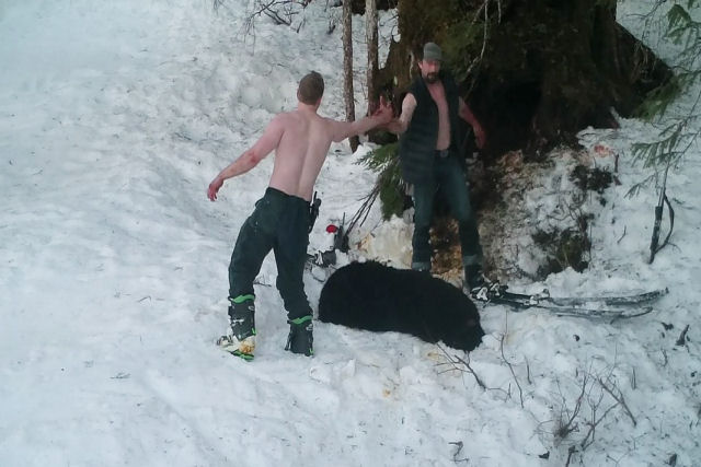 Pai e filho matam a sangue frio uma ursa e seus filhotes, que estavam hibernando, no Alasca