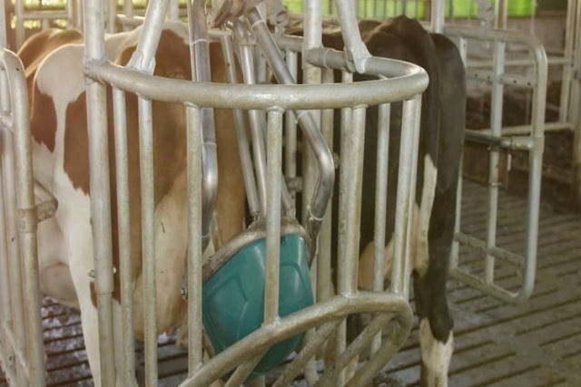 Inventor holands cria um vaso sanitrio bovino que mitiga a poluio por amnia