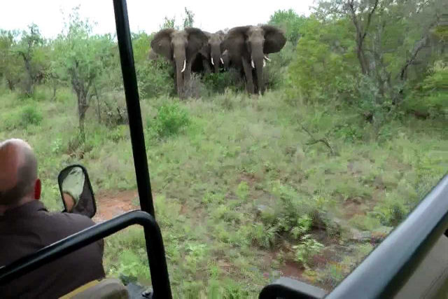Veja o que faz um guia especializado quando seu veculo se encontra com uma manada de elefantes furiosos