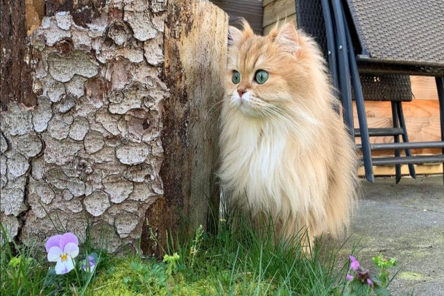 Esta gatinha saiu para conhecer o mundo fora de casa pela primeira vez