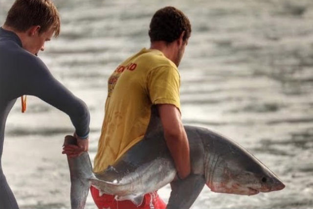 Jovens surfistas salvam filhote de tubaro encalhado nas pedras