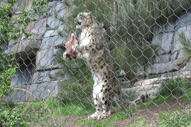 Leopardo-das-neves encontra uma abbora