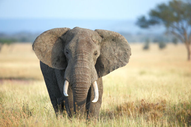 Caador zimbabuano que matou mais de 5.000 elefantes diz que no se arrepende nem um pouco
