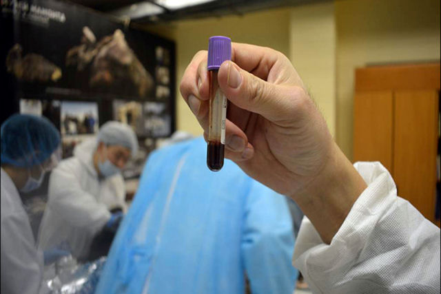 Este sangue conservado por 42.000 anos servir para trazer de volta um cavalo extinto