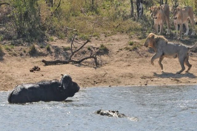 O incrvel momento em  que um rebanho resgata um bfalo de lees e crocodilos!