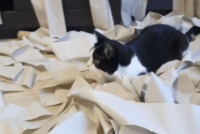 Uma sala de papel higiênico para um gato