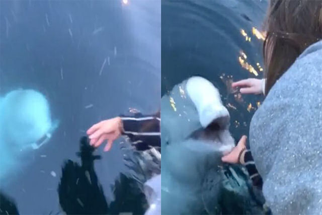 Beluga recupera um iPhone do mar na Noruega
