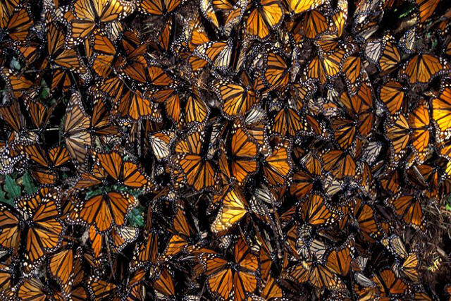 O som magnífico de milhões de borboletas monarcas decolando de uma só vez