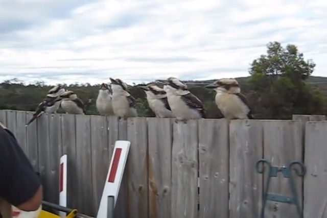 Sete kookaburras famintas riem de um homem com comida