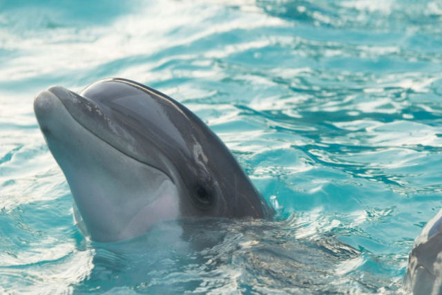 Russo retira um golfinho de um rio com suas mos para devolver ao mar e salv-lo