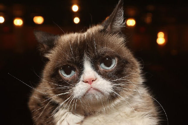 Grumpy Cat, a gata mais famosa da Internet, falece aos 7 anos