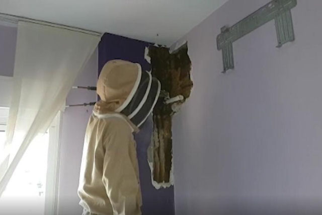 Famlia descobre uma colnia de 80.000 abelhas vivendo na parede do quarto