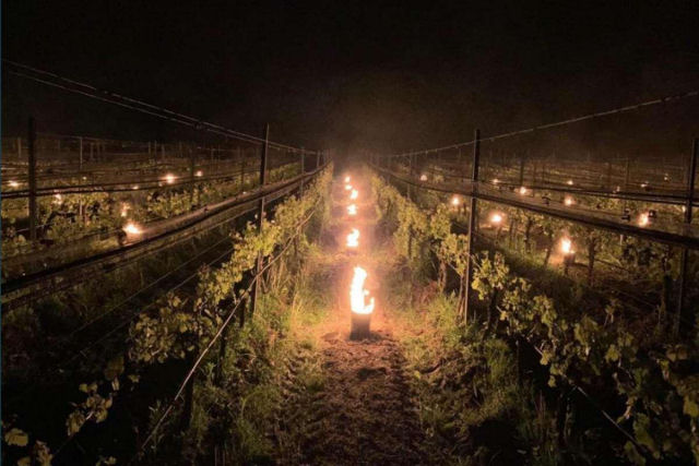 Vinicultores italianos colocam centenas de tochas em suas vinhas para evitar o congelamento