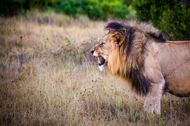 O feroz ataque de um leo alfa que no queria compartilhar sua presa