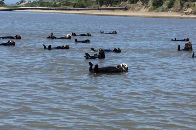 Um grupo de lontras marinhas realiza uma rotina de nado sincronizado involuntariamente em uma enseada