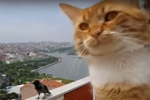 Uma conversa entre um corvo e um gato