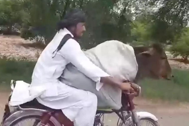 Gravam um paquistans passeando de moto com uma vaca