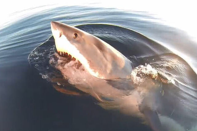 Um enorme tubaro-branco ataca o barco onde pescavam pai e filho