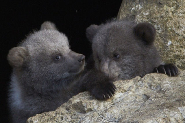 O dramtico resgate de dois ursinhos rfos que ficaram presos em uma rvore por 3 dias