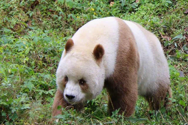 Esta é a primeira foto na história de um panda gigante albino
