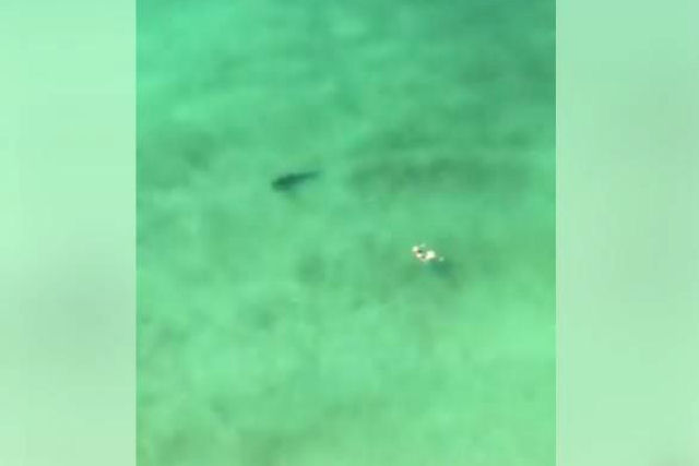 Tubaro espreita perigosamente uma nadadora no Panam