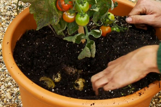 Tomata ou Batate? Planta meio batata, meio tomate aumenta a eficincia do cultivo