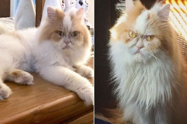 Parece que a Internet j encontrou um substituto para o Grumpy Cat