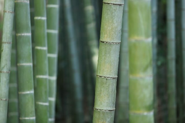 Bambuca, o licor chins envelhecido em troncos de bambu