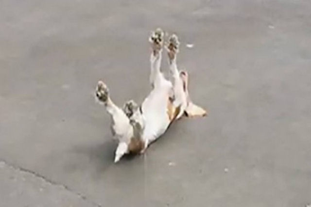 O vídeo do cão que desmaia ao ver alguns patos tem uma explicação