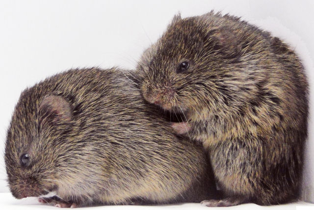 Segundo a cincia estes ratinhos sentem empatia e consolam um ao outro em momentos ruins