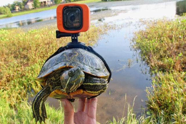 Este cara colocou uma GoPro no lombo de uma tartaruga