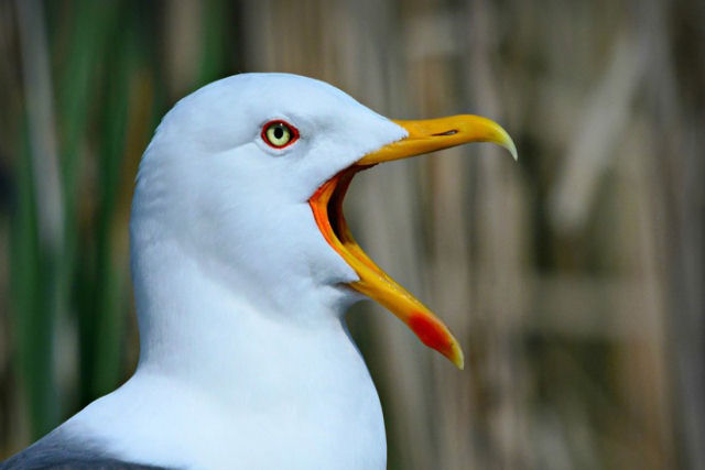 Esta gaivota decidiu lanchar um pombo