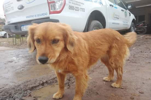 Hachiko argentino: uma cadela aguarda faz mais de um ano na delegacia onde seu dono permanece preso