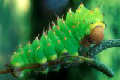 A lagarta capaz de devorar 86 mil vezes seu próprio peso