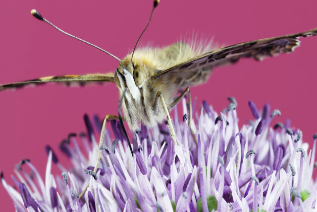 Fantástico vídeo registra a relação simbiótica entre insetos e flores