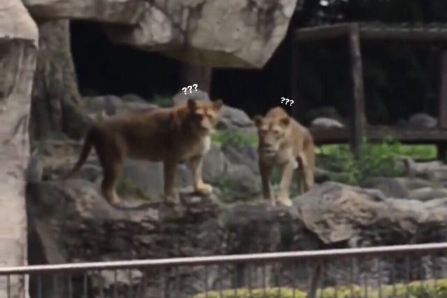 Homem fantasiado de leo para treinamento em zoo japons vira meme de novo na rede