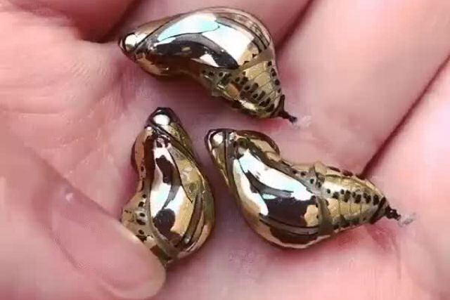 Joias vivas: os casulos brilhantes desta borboleta extica parecem joias de ouro