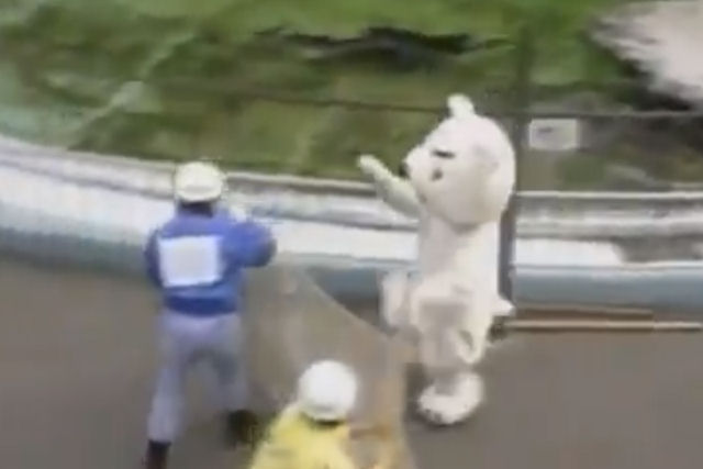 Urso polar desata o 'pnico' durante um treinamento em um zoolgico japons