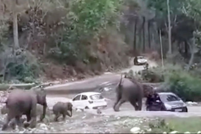 Elefantes furiosos atacam e empurram carros que atrapalhavam sua rota migratria