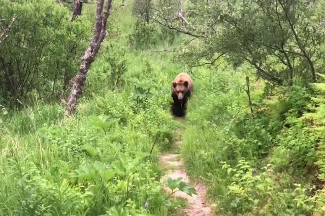 O assustador encontro entre um casal e um enorme urso pardo