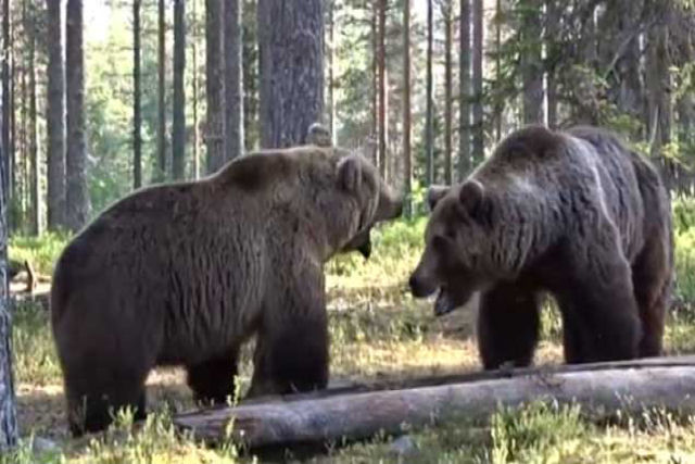 Fotgrafo grava o encontro e a brutal batalha entre dois ursos